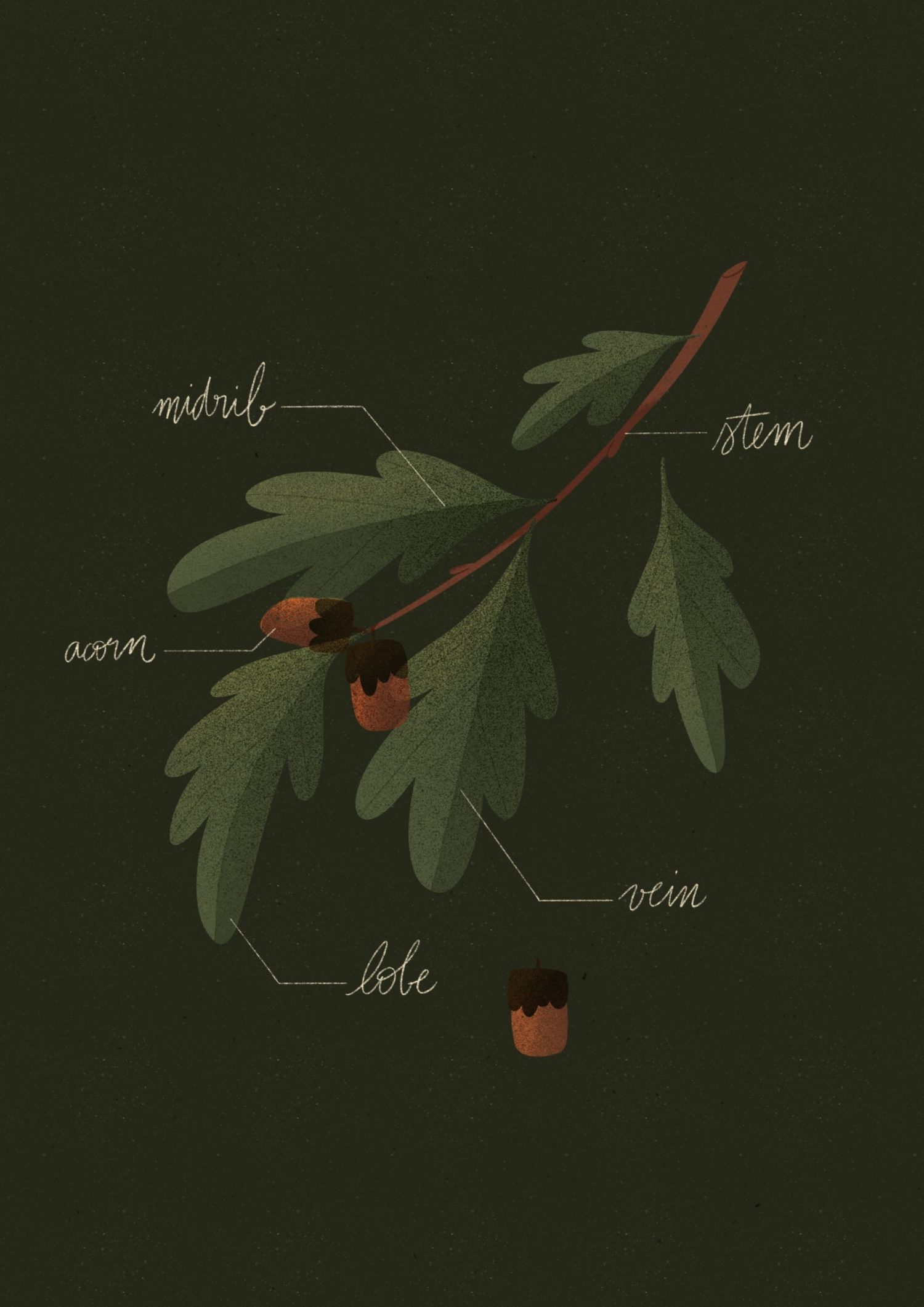 56.6._Leaf
